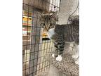 Ziggy W, Tabby For Adoption In Somerset, Kentucky