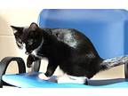 45597 - Hamlet, Domestic Shorthair For Adoption In Ellicott City, Maryland