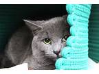45615 - Cyan, Domestic Shorthair For Adoption In Ellicott City, Maryland