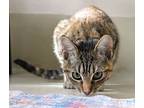 45619 - Hashtag, Domestic Shorthair For Adoption In Ellicott City, Maryland