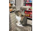 Bella W, Tabby For Adoption In Somerset, Kentucky