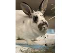 Rhaya, Rhinelander For Adoption In Staten Island, New York