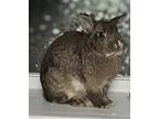 Kaliope, Netherland Dwarf For Adoption In Staten Island, New York