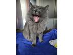 Smokey, Domestic Longhair For Adoption In Barrie, Ontario
