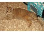Sweetie -declawed Lap Cat Extraordinaire, Domestic Shorthair For Adoption In