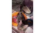 Stormy, Maine Coon For Adoption In San Ramon, California