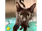 Flower, Domestic Shorthair For Adoption In Yankton, South Dakota