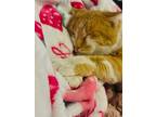 Cheeto, Domestic Shorthair For Adoption In North Las Vegas, Nevada