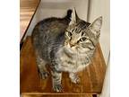 Curious, Domestic Shorthair For Adoption In Louisa, Kentucky