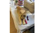 Bobbie, Domestic Shorthair For Adoption In Burnaby, British Columbia