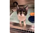 Oreo Mcflurry, Domestic Shorthair For Adoption In Yankton, South Dakota