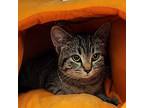 Pumpkin, Domestic Shorthair For Adoption In Yankton, South Dakota