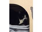 Jersey, Domestic Shorthair For Adoption In Burnaby, British Columbia