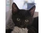 Rook, Domestic Shorthair For Adoption In Shoreline, Washington