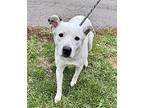 Thelma, Labrador Retriever For Adoption In Maysville, Kentucky