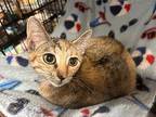 Eggnog, Mistletoe, And Noel, Domestic Shorthair For Adoption In Stanhope