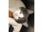Gary Norris, Domestic Shorthair For Adoption In Fargo, North Dakota