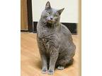 Oslo, Domestic Shorthair For Adoption In Fargo, North Dakota