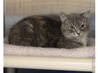 Ali, Domestic Shorthair For Adoption In Fargo, North Dakota