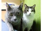 Duke, Domestic Shorthair For Adoption In Fargo, North Dakota