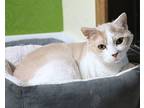 Marsha, Domestic Shorthair For Adoption In Fargo, North Dakota