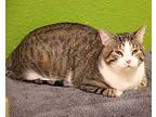 Gronk, Domestic Shorthair For Adoption In Fargo, North Dakota