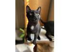 Mesquite, Domestic Shorthair For Adoption In Tucson, Arizona