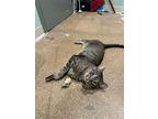 John Lennon, Domestic Shorthair For Adoption In Skokie, Illinois