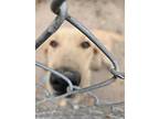 Esther, Labrador Retriever For Adoption In Portsmouth, Virginia