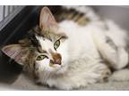 Demi, Domestic Longhair For Adoption In Rockford, Illinois