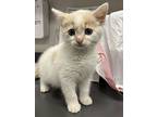 Macro, Domestic Shorthair For Adoption In Sheboygan, Wisconsin