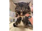 Tiger, Domestic Shorthair For Adoption In Barron, Wisconsin