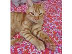Caleb, Domestic Shorthair For Adoption In Melville, New York