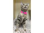 Pumpkin Spice, Domestic Shorthair For Adoption In Little Rock, Arkansas