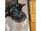 Lacey, Domestic Shorthair For Adoption In Athens, Tennessee