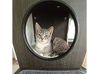 Joan, Domestic Shorthair For Adoption In Athens, Tennessee