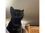 Cayenne, Domestic Shorthair For Adoption In Athens, Tennessee