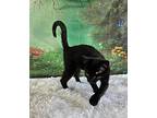 Salem, Domestic Shorthair For Adoption In Greensburg, Pennsylvania