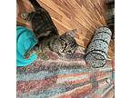 Fergie, Domestic Shorthair For Adoption In Athens, Tennessee