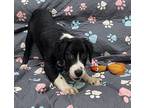 Aztec, Labrador Retriever For Adoption In Little Rock, Arkansas
