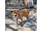 River, Retriever (unknown Type) For Adoption In Athens, Tennessee