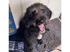 Fancy, Schnauzer (standard) For Adoption In Athens, Tennessee