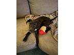 Blossom, Labrador Retriever For Adoption In Athens, Tennessee
