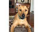 Zeke, American Pit Bull Terrier For Adoption In Plymouth, Massachusetts
