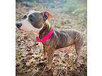 Lola May, American Pit Bull Terrier For Adoption In Plymouth, Massachusetts