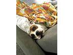 Clare, American Pit Bull Terrier For Adoption In La Grange, Illinois