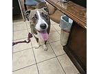 Bob, American Pit Bull Terrier For Adoption In Athens, Tennessee