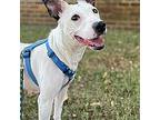Spring Roll, American Staffordshire Terrier For Adoption In Athens, Tennessee