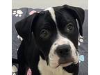Enzo, Labrador Retriever For Adoption In Little Rock, Arkansas
