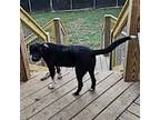 Indy, Retriever (unknown Type) For Adoption In Athens, Tennessee